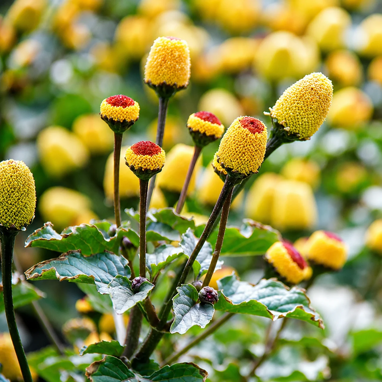 Botanical Leaves