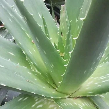 Aloe Vera (Aloe barbadensis)