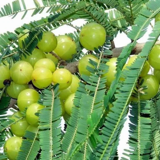 Amla (Emblica officinalis)