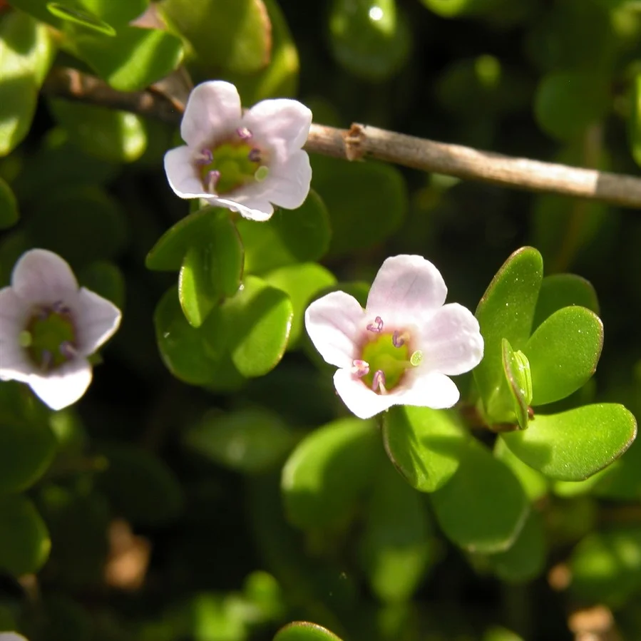 Neer Brahmi (Bacopa monnieri)