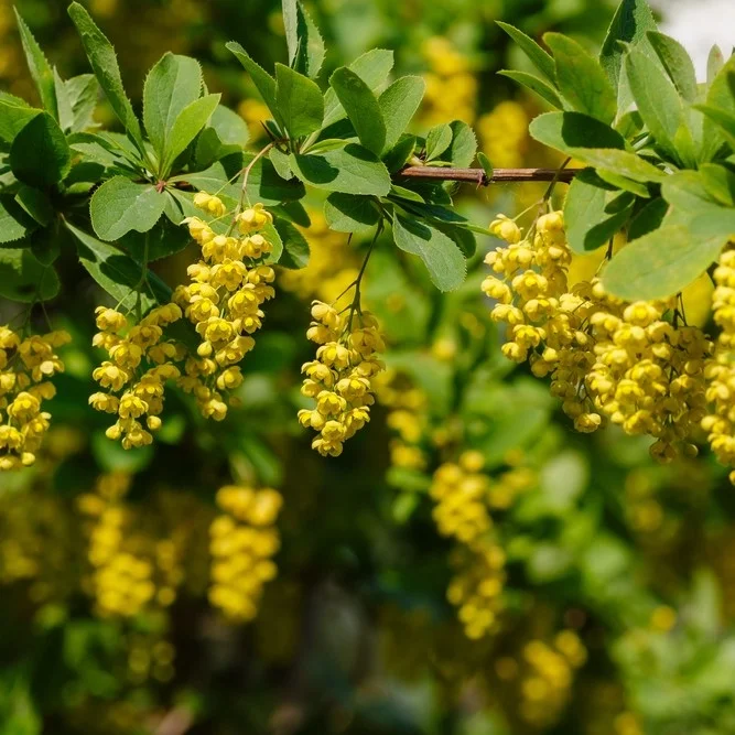 Indian Barberry (Berberis aristata)