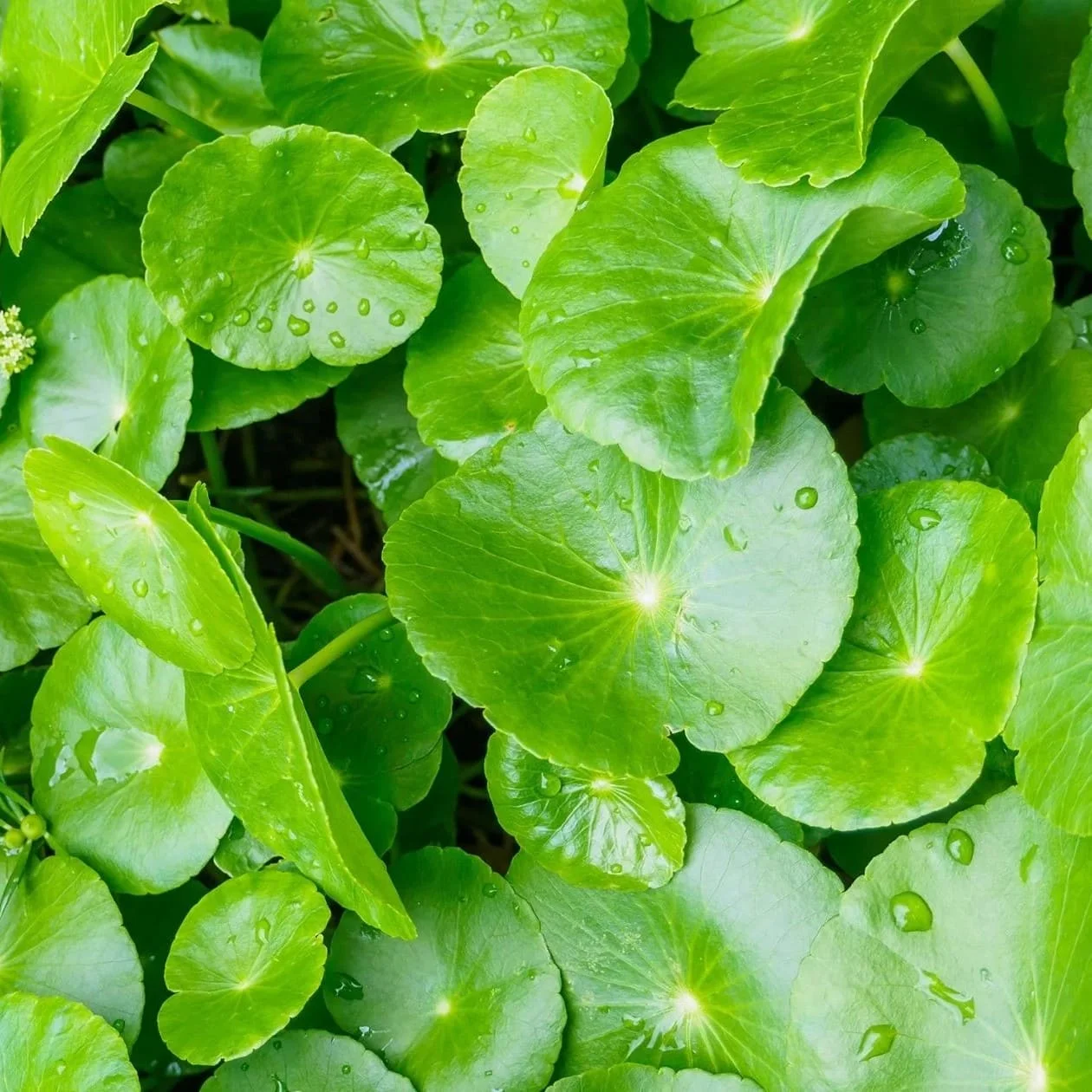 Gotu Kola (Centella asiatica)
