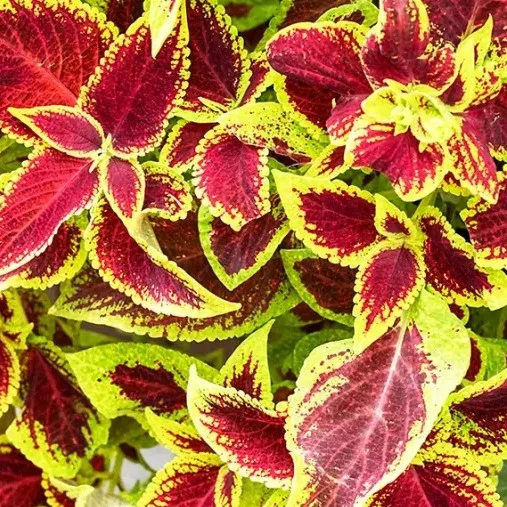 Coleus (Coleus forskohlii)