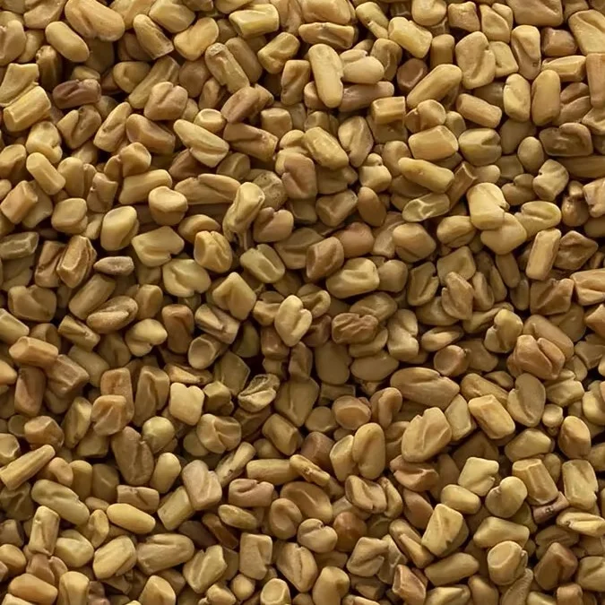 Fenugreek (Trigonella foenum-graecum)