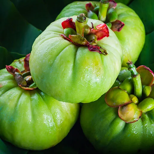Garcinia (Garcinia cambogia)