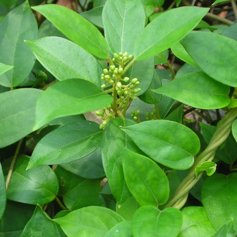 Gurmar (Gymnema sylvestre)