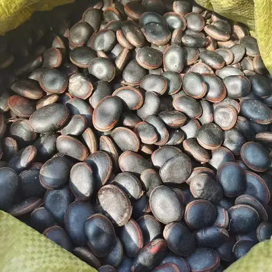 Kaunch Beej (Mucuna pruriens)
