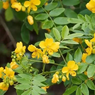 Senna (Cassia angustifolia)