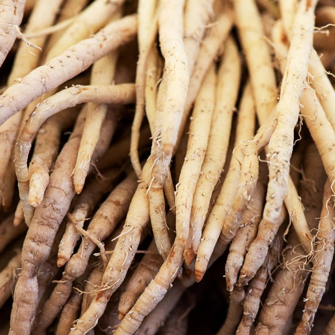 Shatavari (Asparagus racemosus)