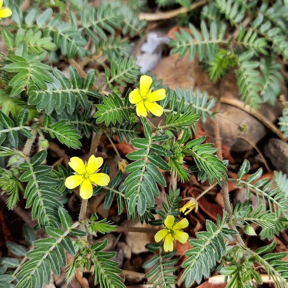 Gokshura (Tribulus terrestris)