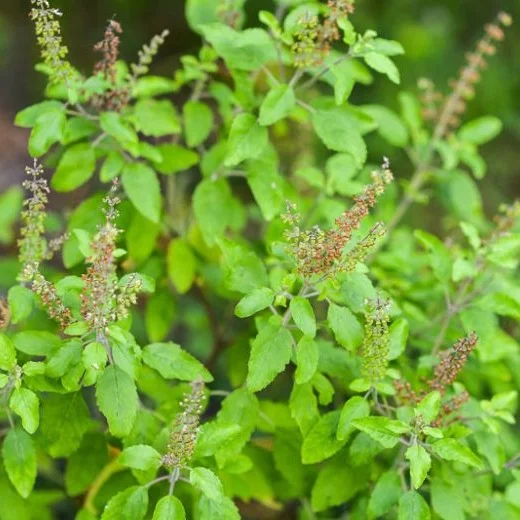 Tulsi (Ocimum sanctum)